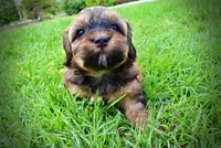 Willow, a female Havanese and Poodle - Toy  for sale in Marshfield, MO – 10 of 10