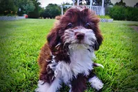 Diva, a female Havanese and Poodle - Toy  for sale in Marshfield, MO – 2 of 10
