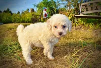 Melody, a female Havapoo for sale in Marshfield, MO – 5 of 10