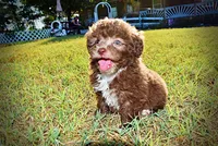 Lil Lady, a female Havapoo for sale in Marshfield, MO – 8 of 10