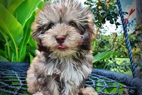 Fancy, a female Havanese and Poodle - Toy  for sale in Marshfield, MO – 5 of 10