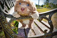 Oscar, a male Havapoo for sale in Marshfield, MO – 4 of 10