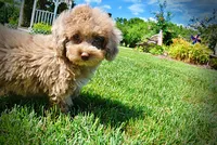 Gorgeous, a male Havanese and Poodle - Toy  for sale in Marshfield, MO – 8 of 10