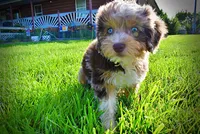 Elektra, a female Havanese and Poodle - Toy  for sale in Marshfield, MO – 4 of 10