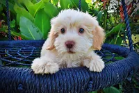 Daisy, a female Havanese and Poodle - Toy  for sale in Marshfield, MO – 2 of 10