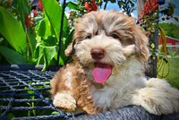 Domino, a male Havanese and Poodle - Toy  for sale in Marshfield, MO – 6 of 10
