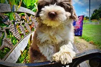 Domino, a male Havanese and Poodle - Toy  for sale in Marshfield, MO – 3 of 10