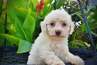 Melody, a female Havapoo for sale in Marshfield, MO – 3 of 10