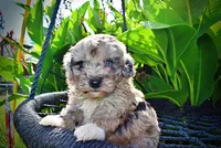 Huggles, a male Havanese and Poodle - Toy  for sale in Marshfield, MO – 2 of 10