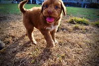 Muppet, a male Havapoo for sale in Marshfield, MO – 10 of 10