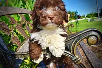 Baxter, a male Havanese and Poodle - Toy  for sale in Marshfield, MO – 8 of 10