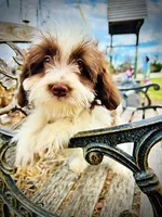 processed/31ba55cf-6a8d-4b23-9fe1-6187807cd371/listing/64d3dfa3-d20c-4de4-a690-7db7740535ad/39802996-96cc-4fc9-a405-1ba84f312818