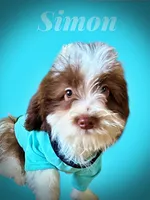 processed/31ba55cf-6a8d-4b23-9fe1-6187807cd371/listing/64d3dfa3-d20c-4de4-a690-7db7740535ad/994eb734-e9a1-4f9f-959c-e7da3ec65a9d