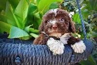 Levi, a male Havapoo for sale in Marshfield, MO – 2 of 10