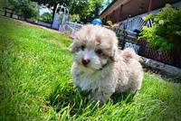 Espresso, a male Havanese and Poodle - Toy  for sale in Marshfield, MO – 6 of 10