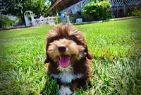 Elvira, a female Havanese and Poodle - Toy  for sale in Marshfield, MO – 5 of 10