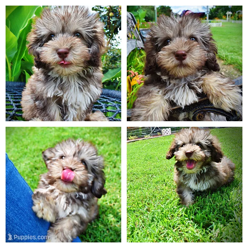 Fancy – Havanese, Poodle - Toy  puppy for sale in Marshfield, MO