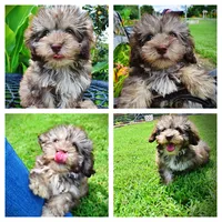 Fancy, a female Havanese and Poodle - Toy  for sale in Marshfield, MO – 1 of 10