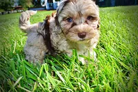 Bambi, a female Havanese and Poodle - Toy  for sale in Marshfield, MO – 4 of 9