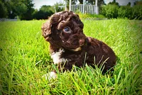 Hannah, a female Havanese and Poodle - Toy  for sale in Marshfield, MO – 5 of 10