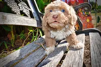Oscar, a male Havapoo for sale in Marshfield, MO – 2 of 10