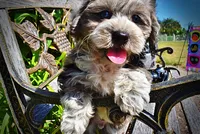 Icon-LABOR DAY SALE-TAKE $100 OFF!!!, a male Havanese and Poodle - Toy  for sale in Marshfield, MO – 3 of 10