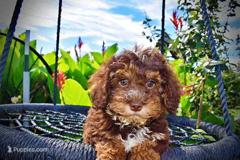 Vanity – Havanese, Poodle - Toy  puppy for sale in Marshfield, MO