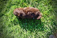 Coco, a male Havanese and Poodle - Toy  for sale in Marshfield, MO – 8 of 9