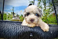Sugar, a female Havanese and Poodle - Toy  for sale in Marshfield, MO – 3 of 10