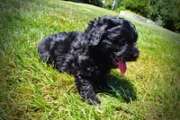 Isabella, a female Havanese and Poodle - Toy  for sale in Marshfield, MO – 7 of 10