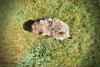 Innocent-LABOR DAY SALE-TAKE $100 OFF!!!, a male Havanese and Poodle - Toy  for sale in Marshfield, MO – 6 of 9