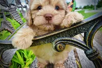 Presto-MEMORIAL DAY SALE-$150 OFF!!, a male Havanese and Poodle - Toy  for sale in Marshfield, MO – 3 of 10