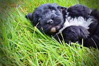 Harmony, a female Havanese and Poodle - Toy  for sale in Marshfield, MO – 7 of 10