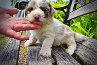 Simba, a male Havanese and Poodle - Toy  for sale in Marshfield, MO – 4 of 10