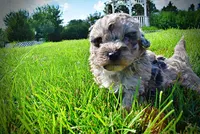 Huggles, a male Havanese and Poodle - Toy  for sale in Marshfield, MO – 7 of 10