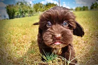 Kricket, a female Havanese and Havapoo for sale in Marshfield, MO – 7 of 9