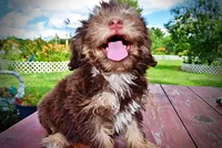 Frisky, a female Havanese and Poodle - Toy  for sale in Marshfield, MO – 7 of 10
