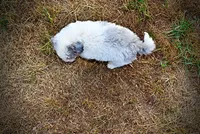 Milo, a male Havapoo for sale in Marshfield, MO – 6 of 10