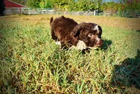 Levi, a male Havapoo for sale in Marshfield, MO – 6 of 10