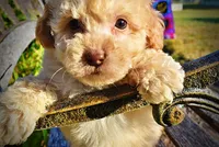 Luigi, a male Havapoo for sale in Marshfield, MO – 3 of 9