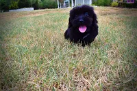 Kipper-SALE!!!, a male Havanese and Havapoo for sale in Marshfield, MO – 6 of 9