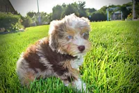 Elektra, a female Havanese and Poodle - Toy  for sale in Marshfield, MO – 6 of 10
