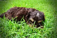 Vixen, a female Havanese and Poodle - Toy  for sale in Marshfield, MO – 10 of 10