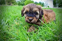 Willow, a female Havanese and Poodle - Toy  for sale in Marshfield, MO – 8 of 10