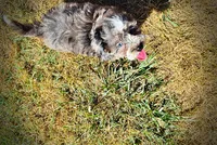 Icon, a male Havanese and Havapoo for sale in Marshfield, MO – 7 of 10