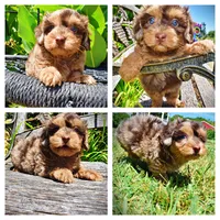 Ironman, a male Havanese and Poodle - Toy  for sale in Marshfield, MO – 1 of 10