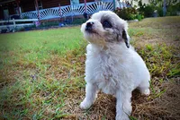 Milo, a male Havapoo for sale in Marshfield, MO – 9 of 10