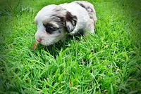 Sadie, a female Havanese and Poodle - Toy  for sale in Marshfield, MO – 6 of 10