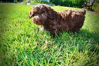 Chewy, a male Havanese and Poodle - Toy  for sale in Marshfield, MO – 4 of 10