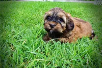 Willow, a female Havanese and Poodle - Toy  for sale in Marshfield, MO – 7 of 10